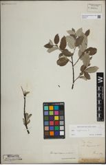 Foto von Salix lapponum L.